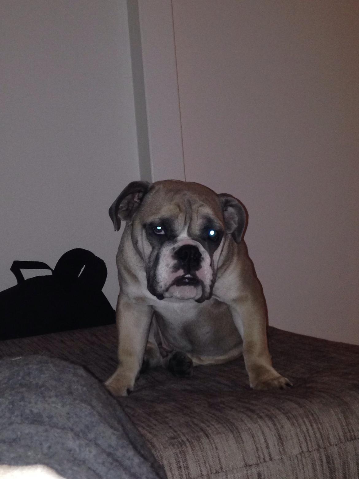 Engelsk bulldog Berta billede 22