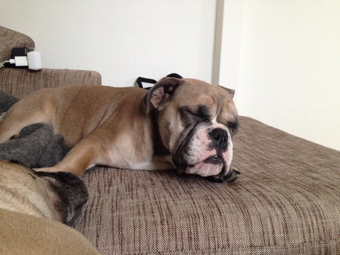 Engelsk bulldog Berta billede 23