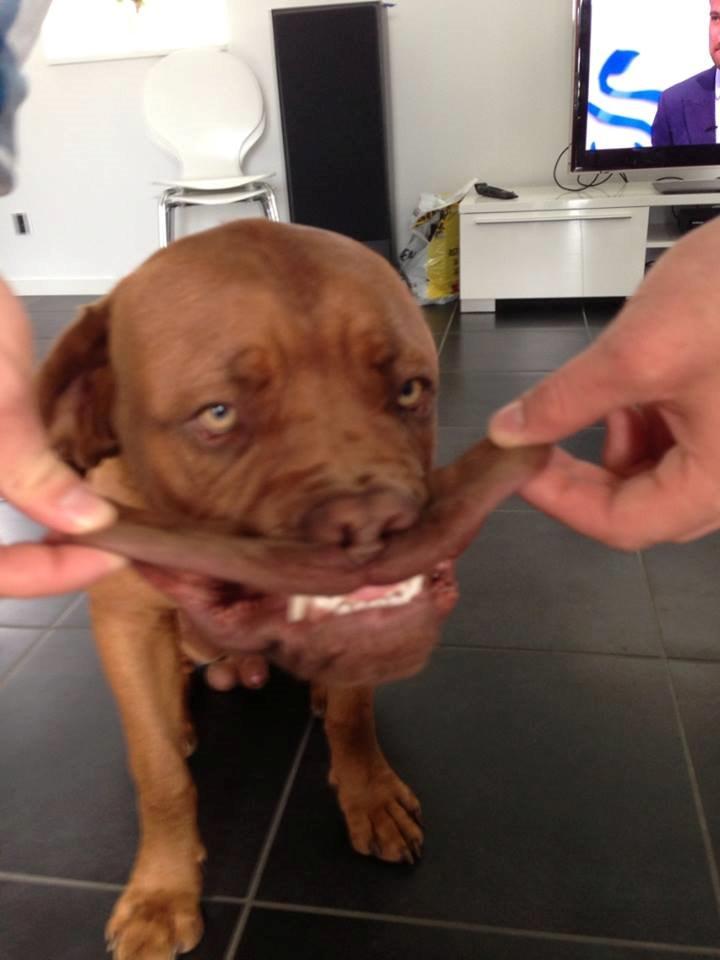 Dogue de bordeaux Cody - smiiiiiil ! billede 30