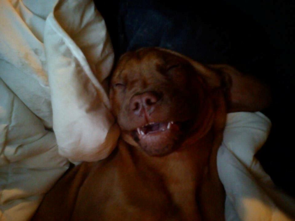 Dogue de bordeaux Cody - Kom lige til at sove med åben mund .. ! billede 31