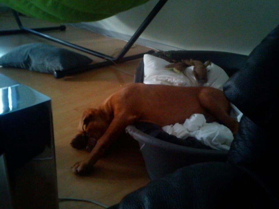 Dogue de bordeaux Cody - Det hårdt at være lille - kold midtvejs :) billede 32