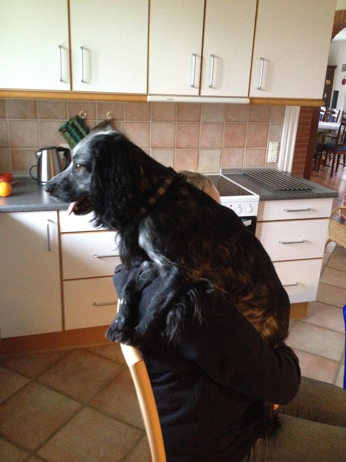 Cocker spaniel Fazer - Sådan her kan han bl.a. godt lide at sidde, så han kan kigge ud ad vinduet. billede 11