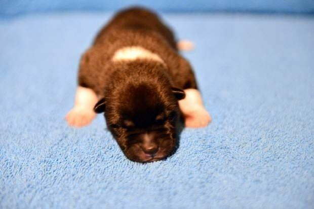 American Akita Zira billede 1