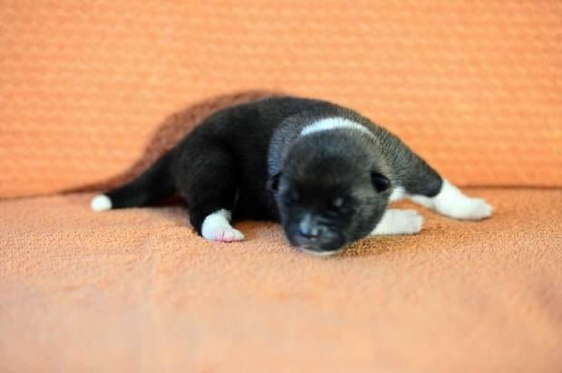 American Akita Zira billede 2