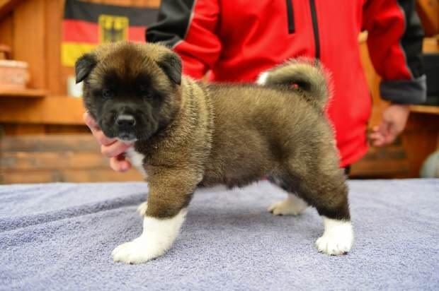 American Akita Zira billede 3