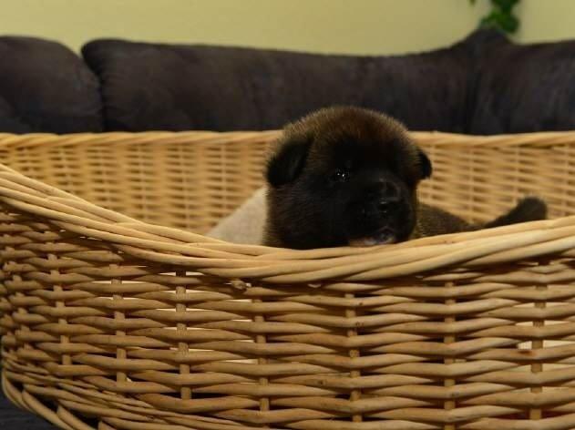 American Akita Zira billede 4