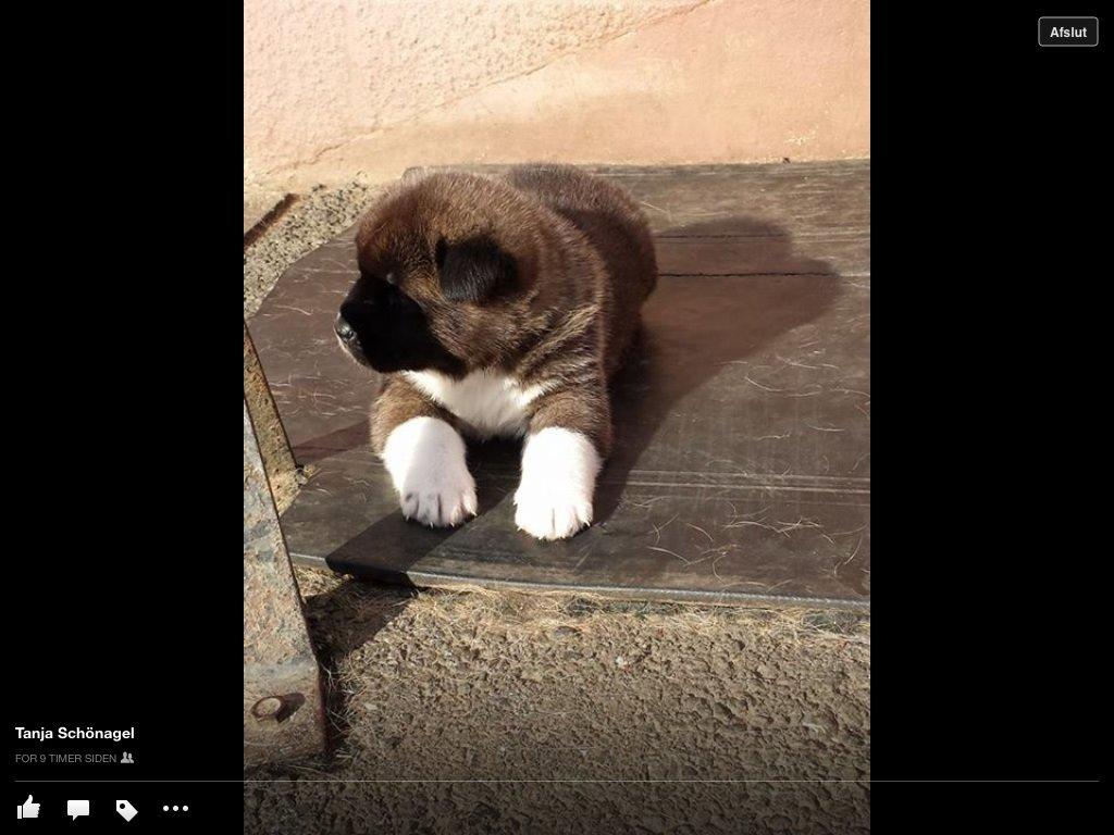 American Akita Zira billede 5