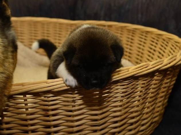 American Akita Zira billede 6