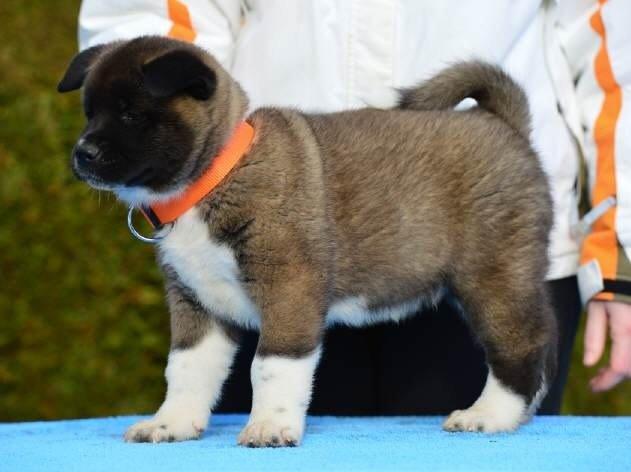 American Akita Zira billede 7