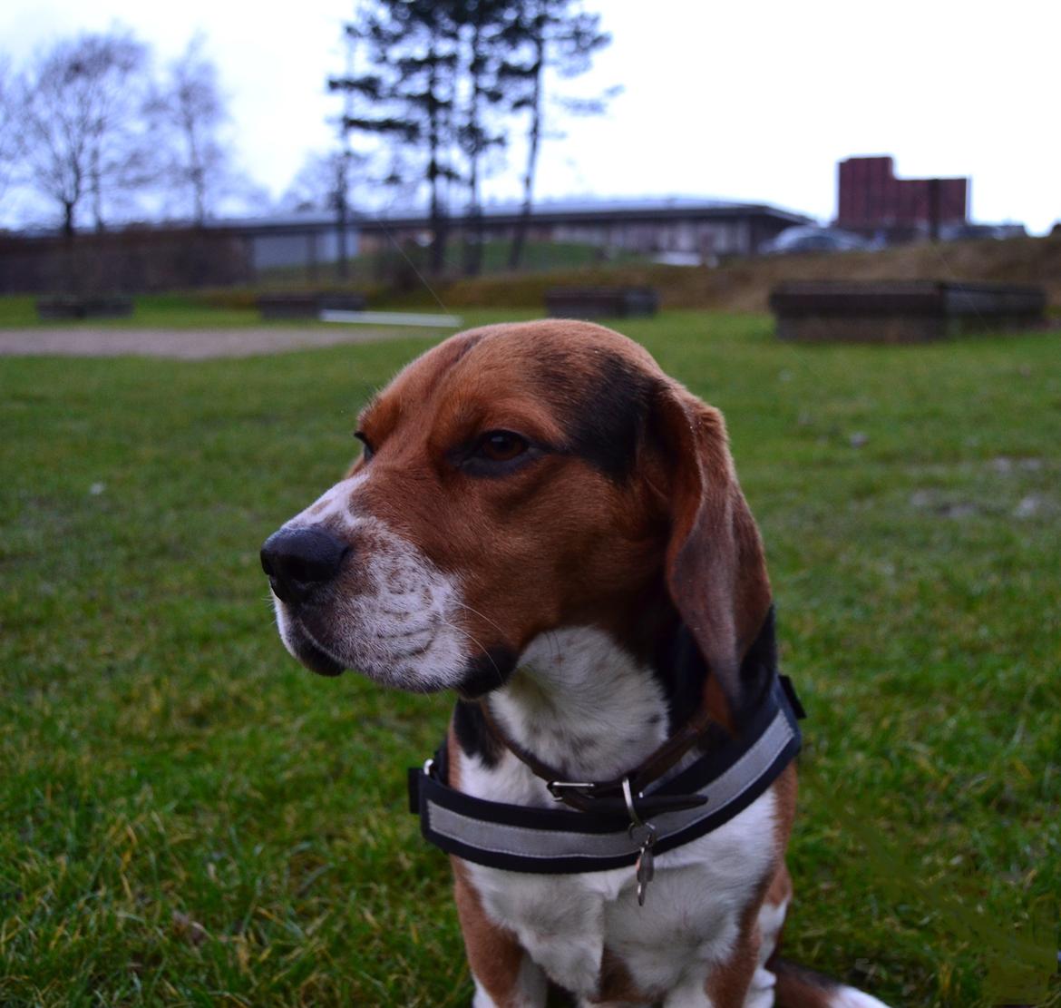 Beagle Leonardo billede 24