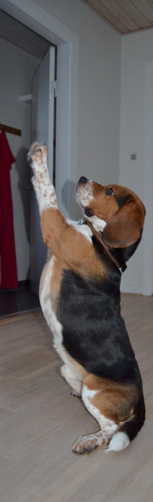 Beagle Leonardo billede 5