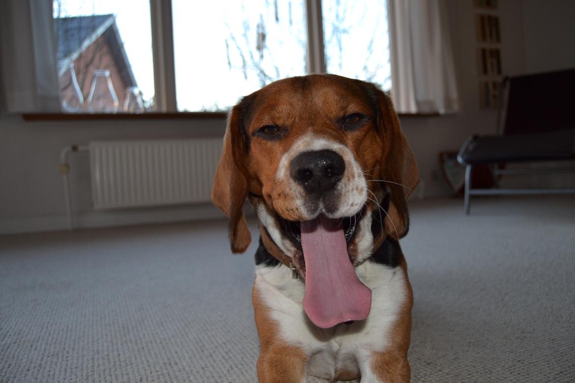 Beagle Leonardo billede 8