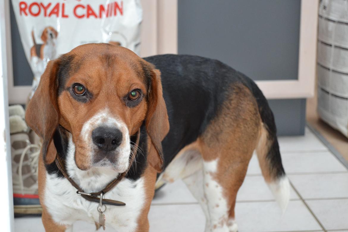 Beagle Leonardo billede 2