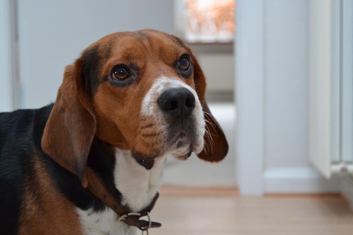Beagle Leonardo billede 25