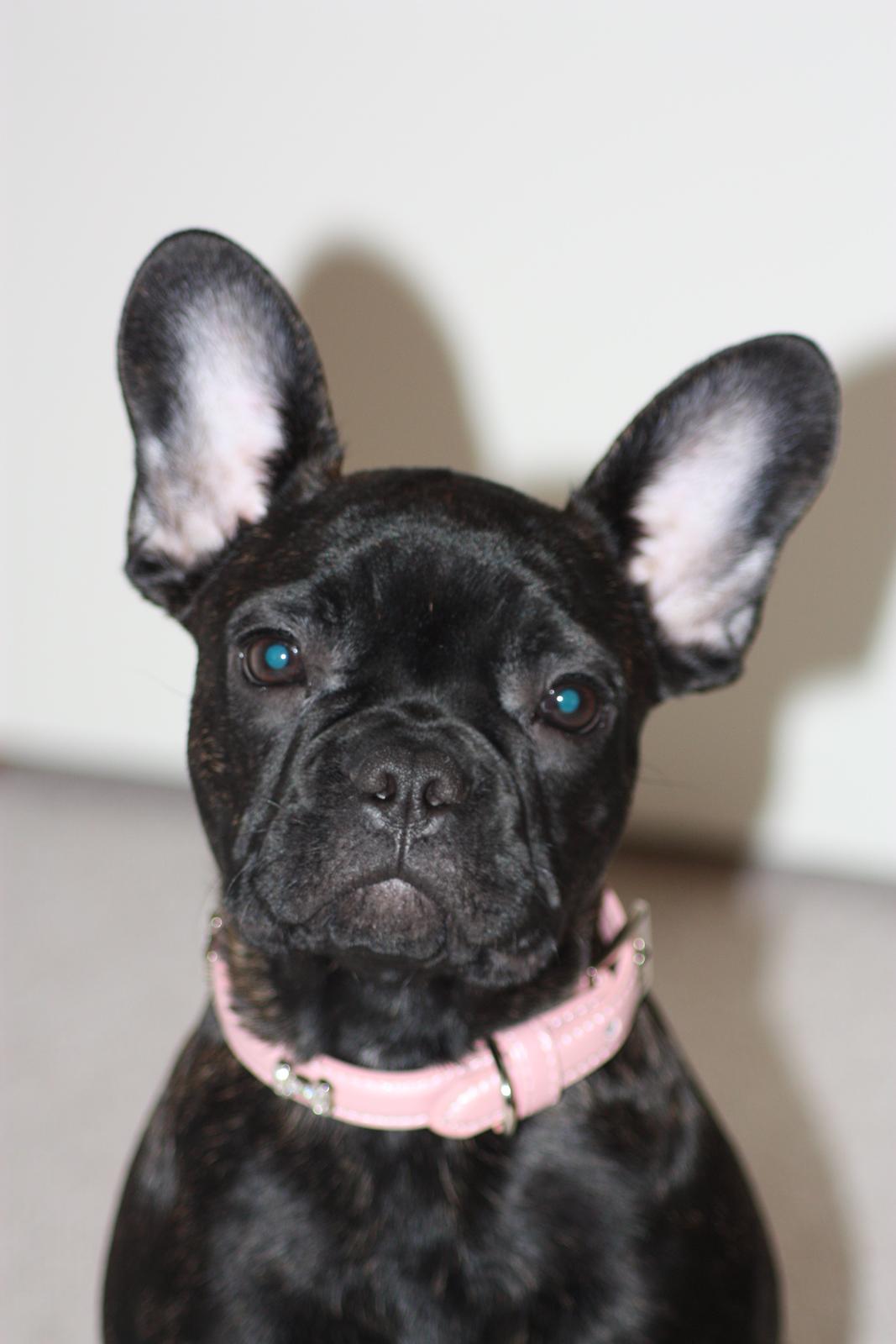 Fransk bulldog Carla - Carla 17 uger gammel ♡ billede 4