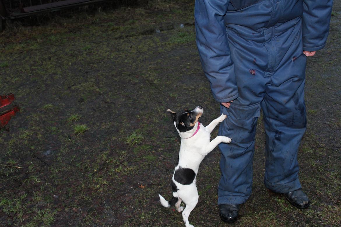 Dansk svensk gaardhund Captain Morgan billede 1