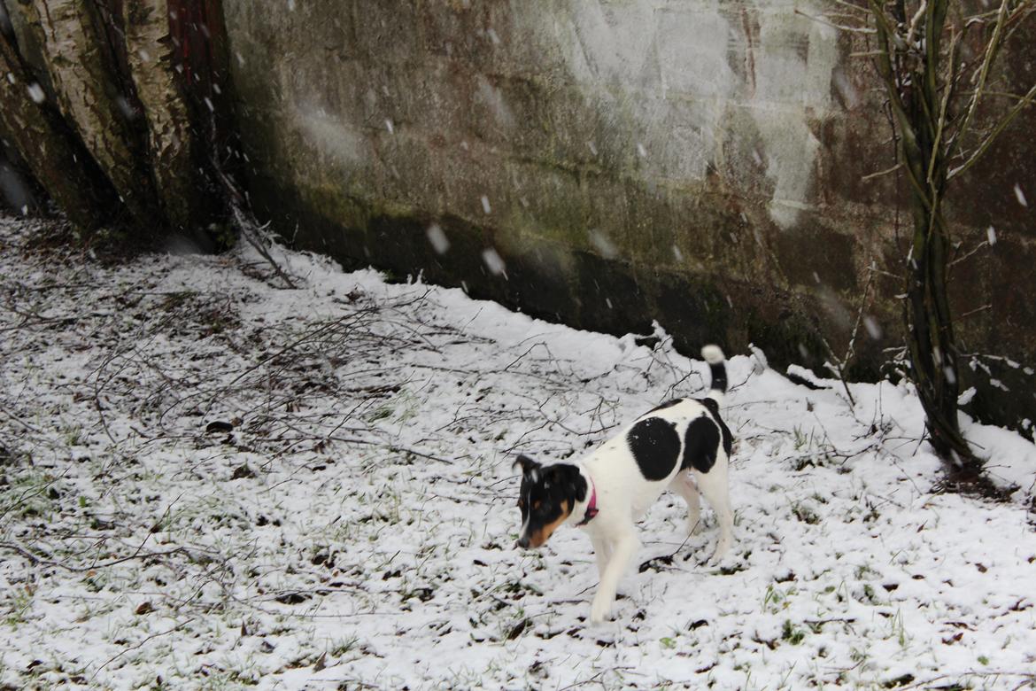 Dansk svensk gaardhund Captain Morgan billede 3