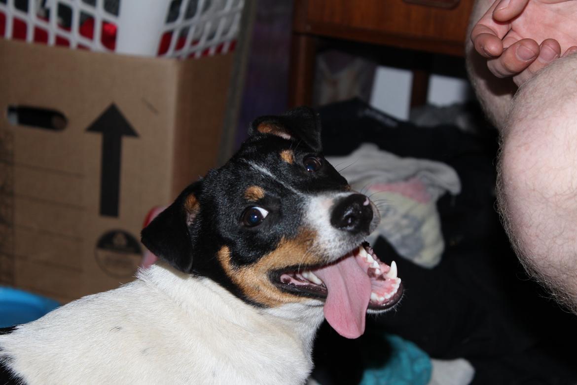 Dansk svensk gaardhund Captain Morgan billede 4