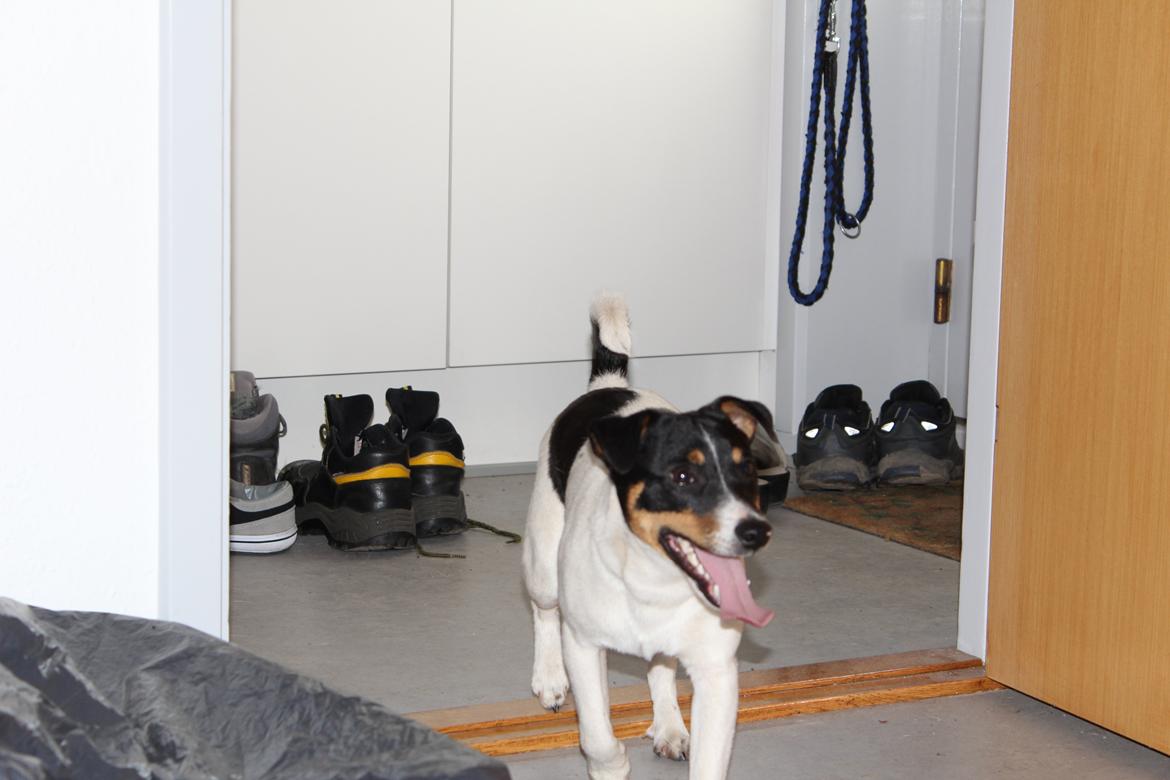 Dansk svensk gaardhund Captain Morgan billede 5