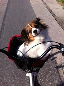 Blanding af racer Pekingeser/papillon - På cykeltur sommeren 2013 billede 14