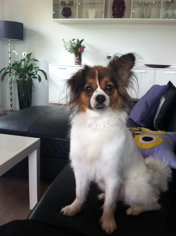 Blanding af racer Pekingeser/papillon - Bianca 4 år <3 billede 15