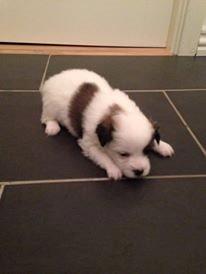Blanding af racer Pekingeser/papillon - Hvide drengen :D billede 16