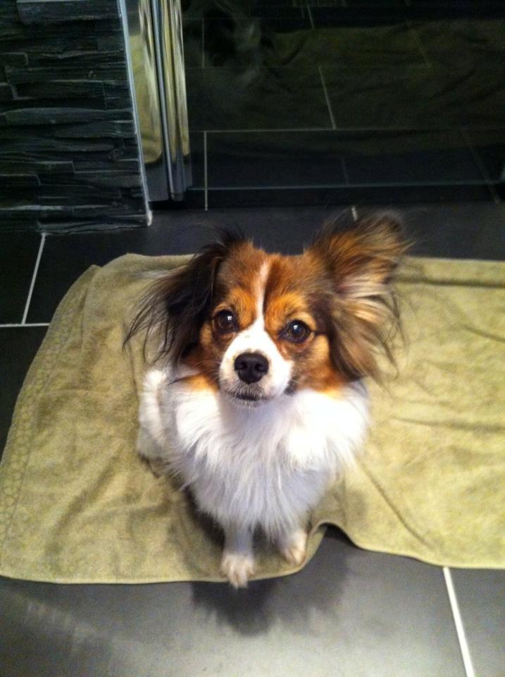 Blanding af racer Pekingeser/papillon - På vej i bad :) billede 18