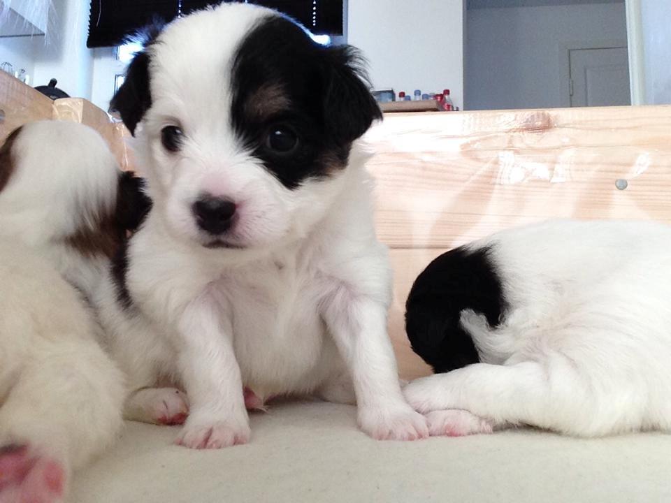 Blanding af racer Pekingeser/papillon - Plet drengen :D billede 19