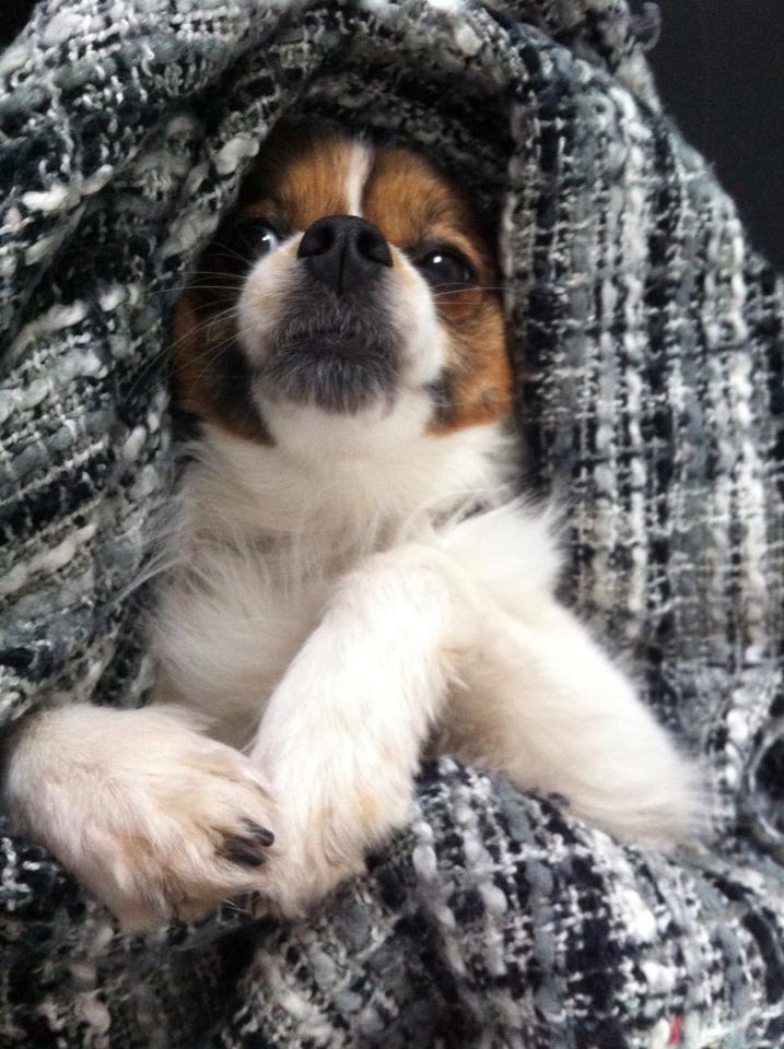 Blanding af racer Pekingeser/papillon - Bianca putter i sofaen :) billede 20