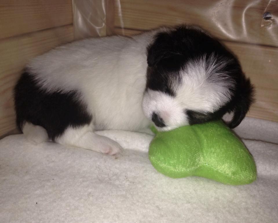 Blanding af racer Pekingeser/papillon - Biancas hvalp (sorte) født d. 21/12-13 billede 21