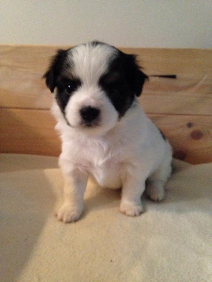 Blanding af racer Pekingeser/papillon - Lille sorte :) billede 22