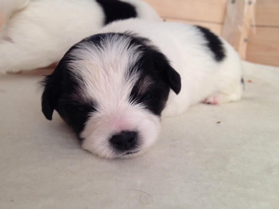 Blanding af racer Pekingeser/papillon - sorte :) billede 23