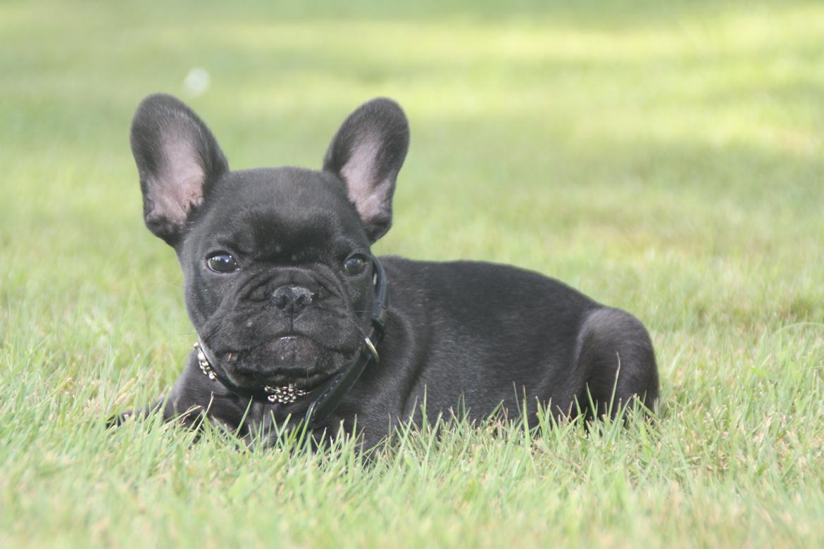 Fransk bulldog Muffi billede 14