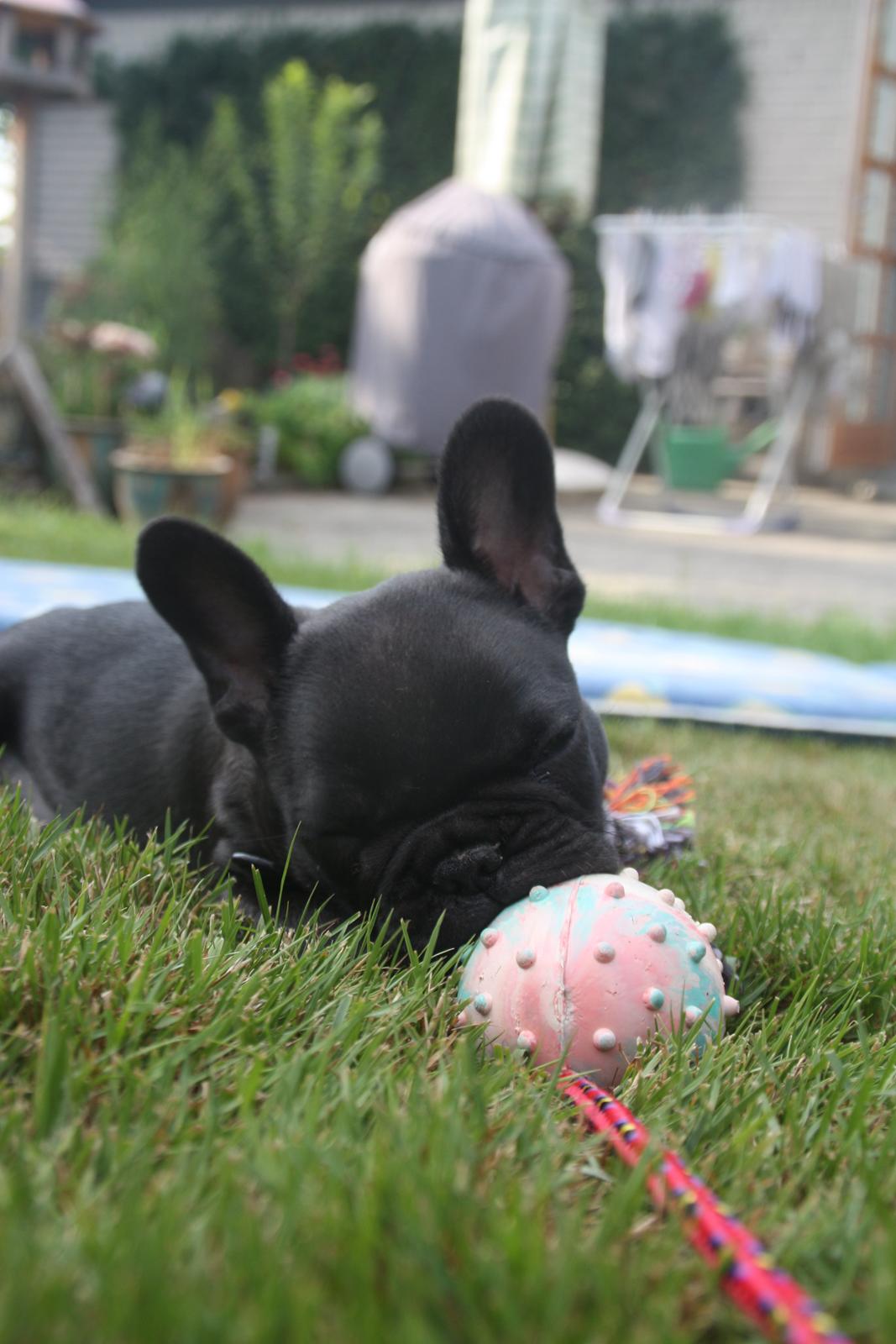 Fransk bulldog Muffi billede 13