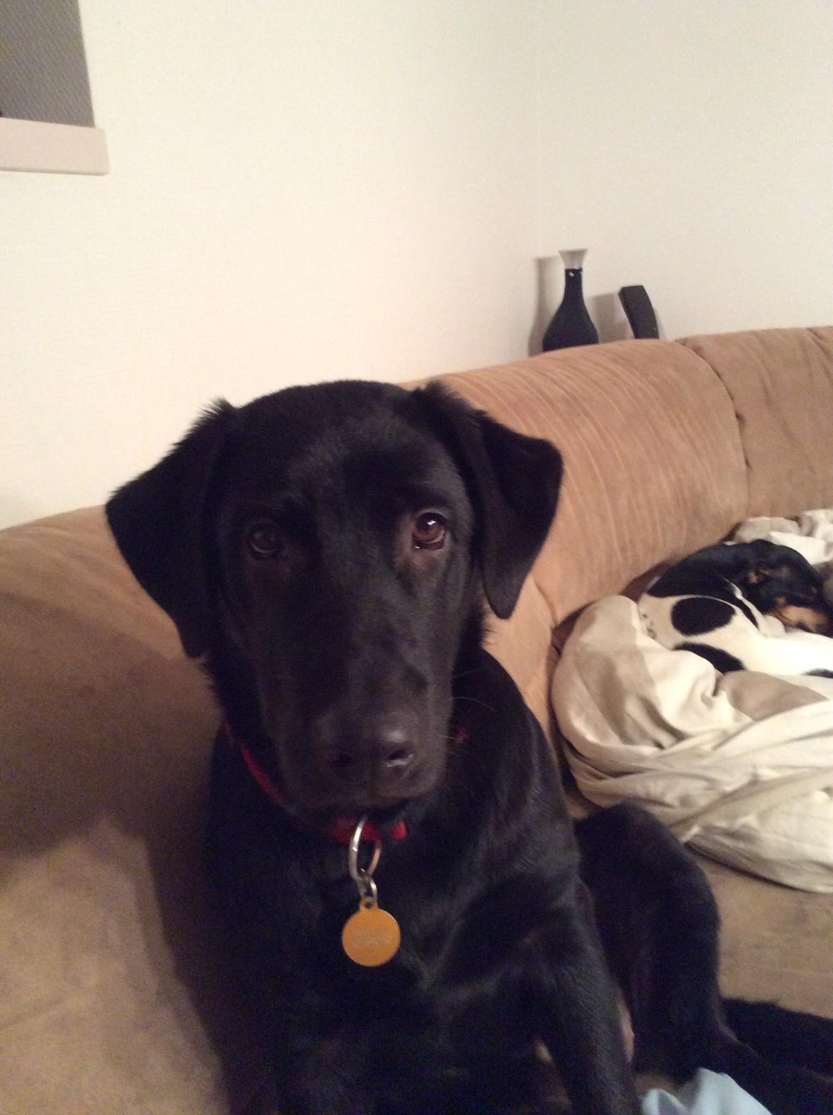 Labrador retriever Bella billede 20