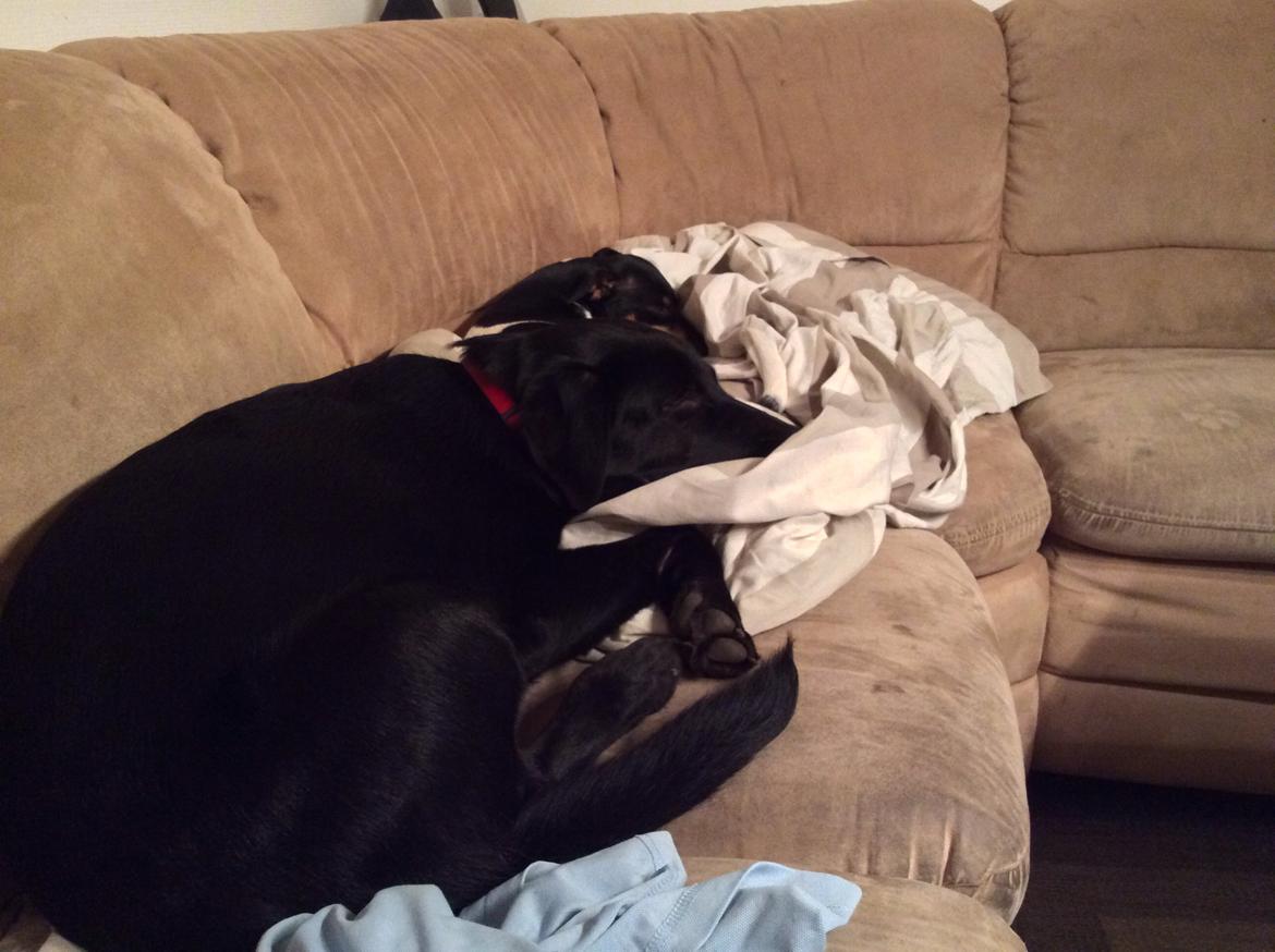 Labrador retriever Bella billede 21