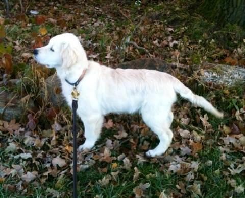 Golden retriever Filippa - Smukke Filippa ca 18 uger gammel <3 billede 1
