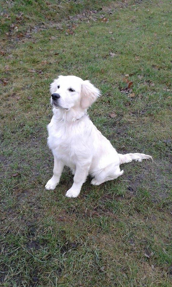 Golden retriever Filippa billede 2