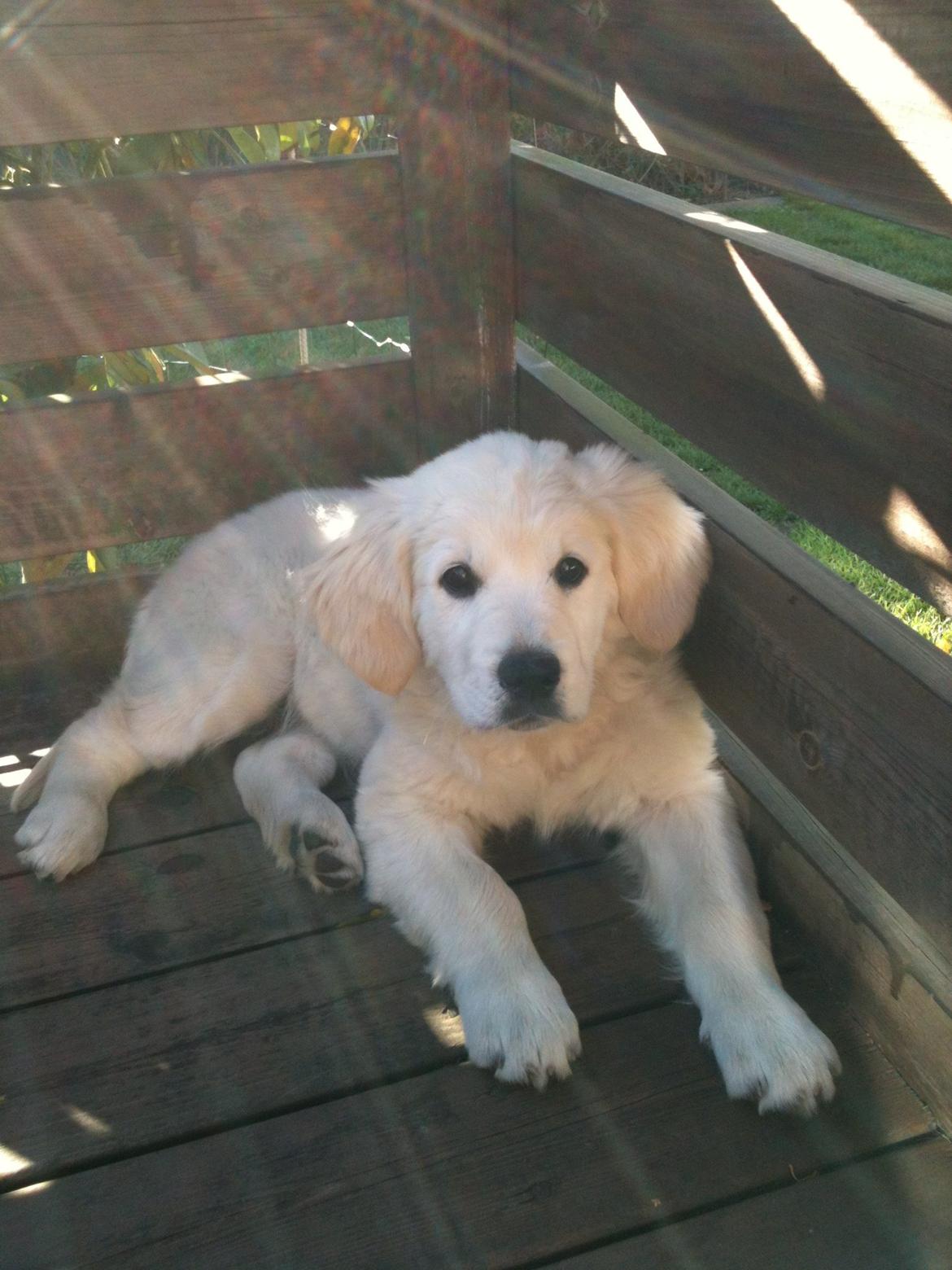 Golden retriever Filippa - Filippa, 11 uger gammel. Taget samme dag som vi var ude og se hende for første gang :) billede 5
