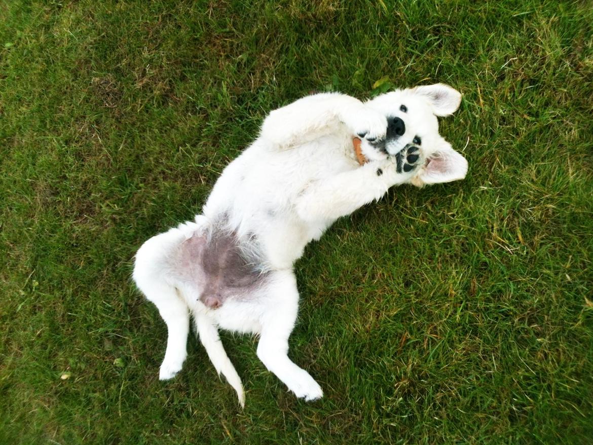 Golden retriever Filippa billede 4