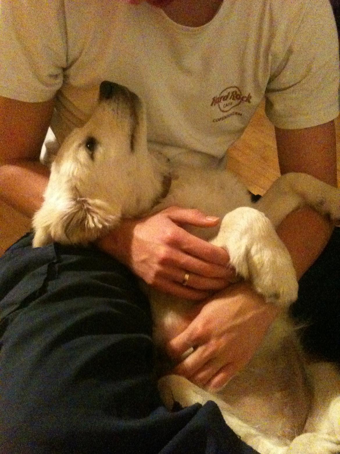 Golden retriever Filippa billede 3