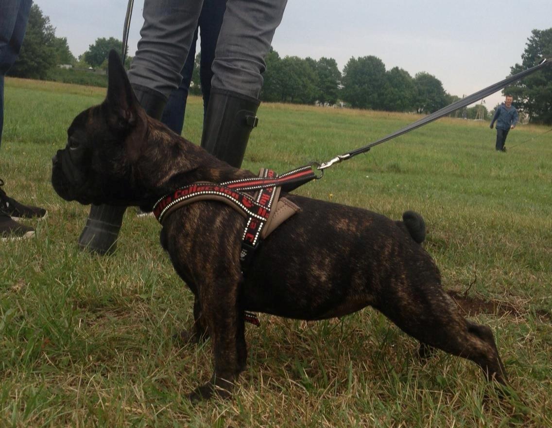 Fransk bulldog *Babette* - Jeg er pååååå...en dag i hundeskolen :D billede 16