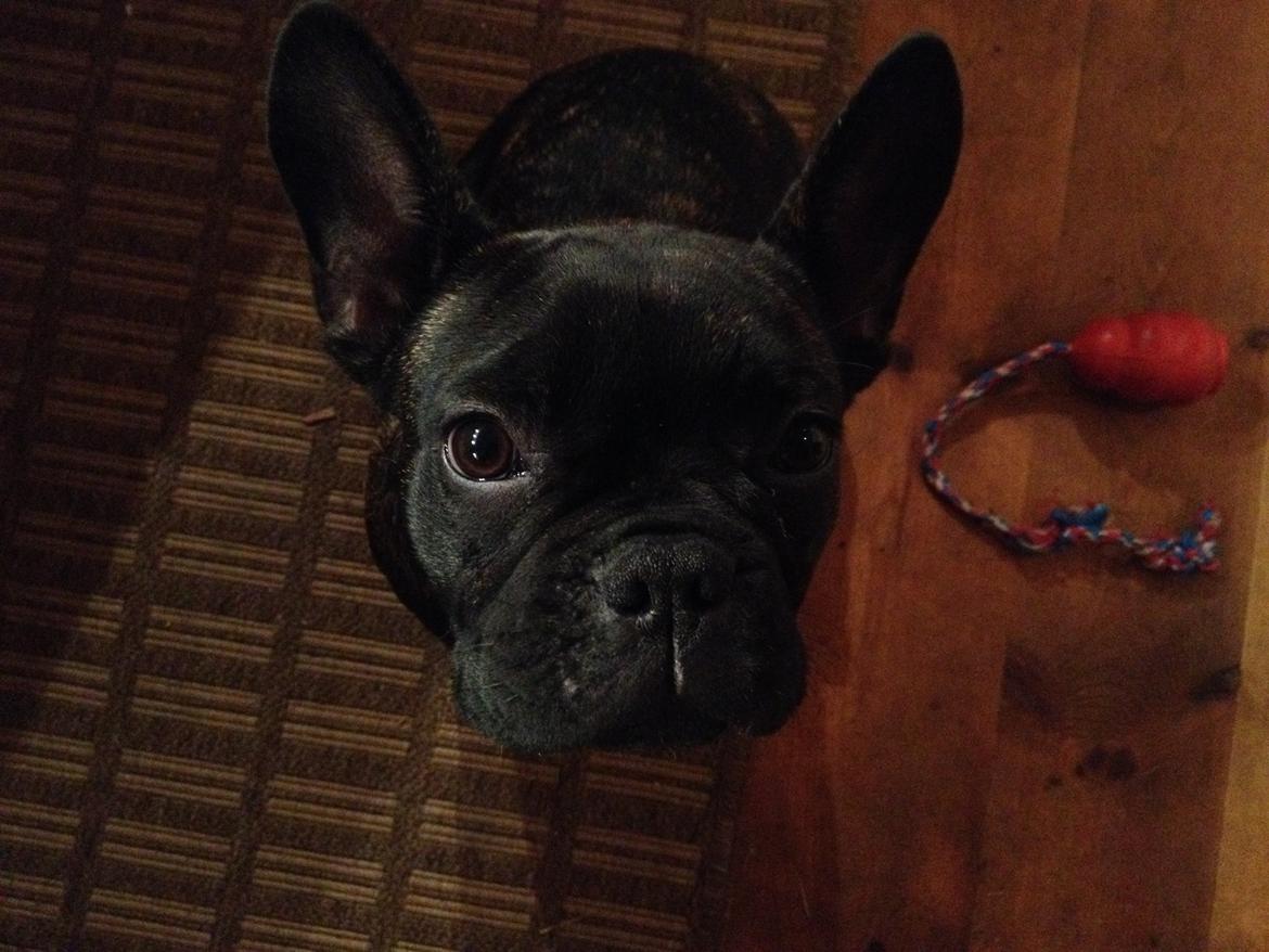 Fransk bulldog *Babette* - Smukke smukke smuksakken :* billede 9