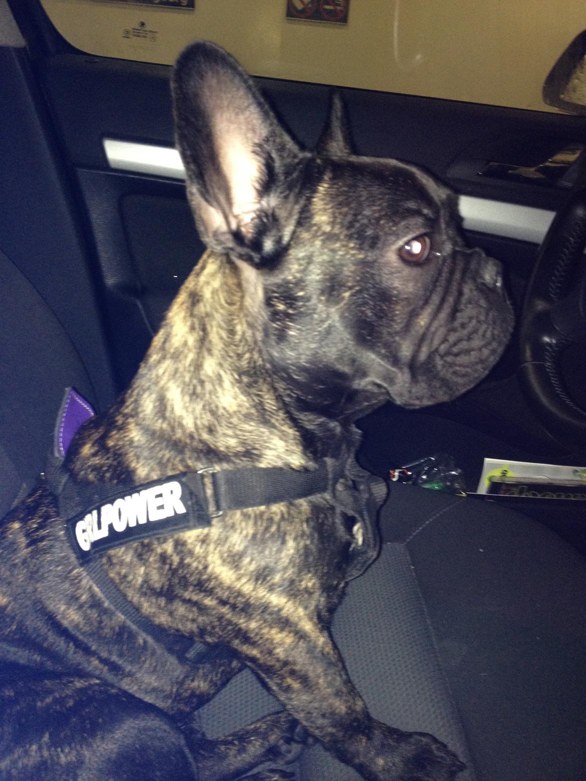 Fransk bulldog *Babette* - Hvornår er vi i Sverige? billede 18