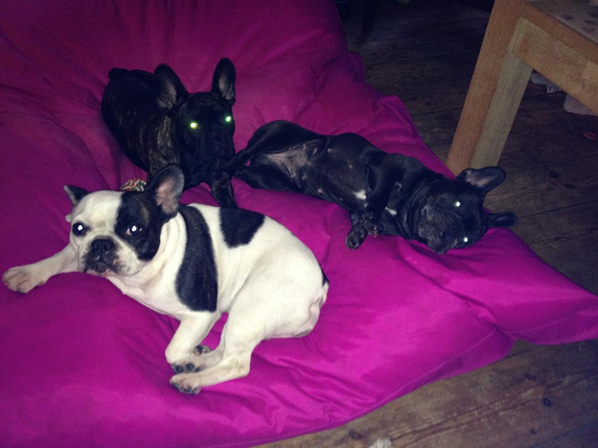 Fransk bulldog *Babette* - Mine 3 prinsesser :) billede 19