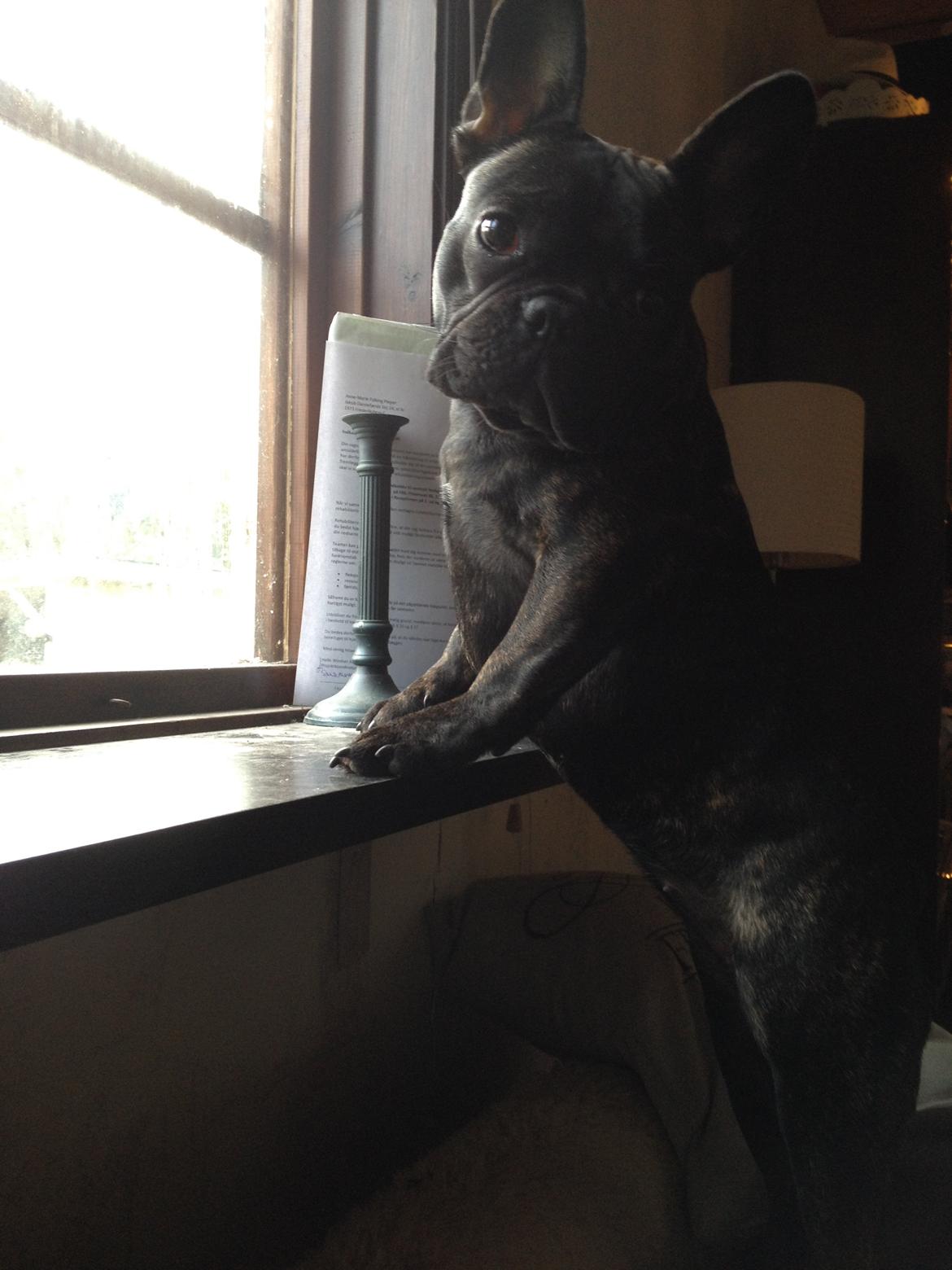 Fransk bulldog *Babette* - Jeg holder øje med vejen...og dig moar :) billede 20