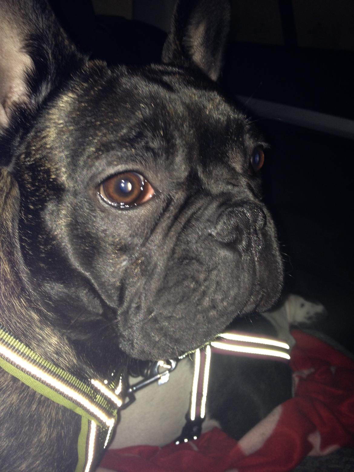 Fransk bulldog *Babette* - Fine Babette. billede 22