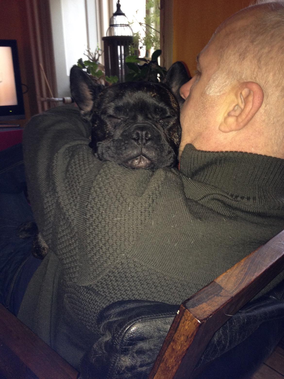 Fransk bulldog *Babette* - Putter med min farmand. billede 23