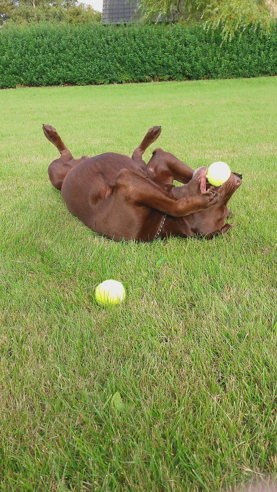 Labrador retriever Mokka! <3 billede 13