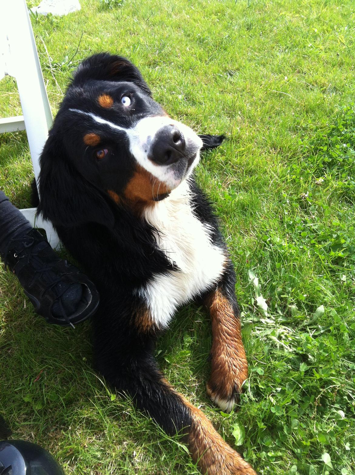 Berner sennenhund Bernerstuens Belle (Blue) - Hvem? Mig? billede 21